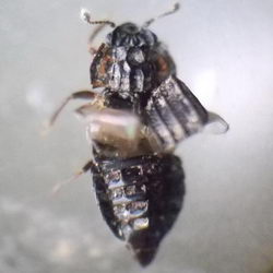 Micropeplus marietti